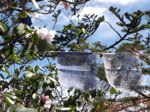 Prayer flags and rhododendron.