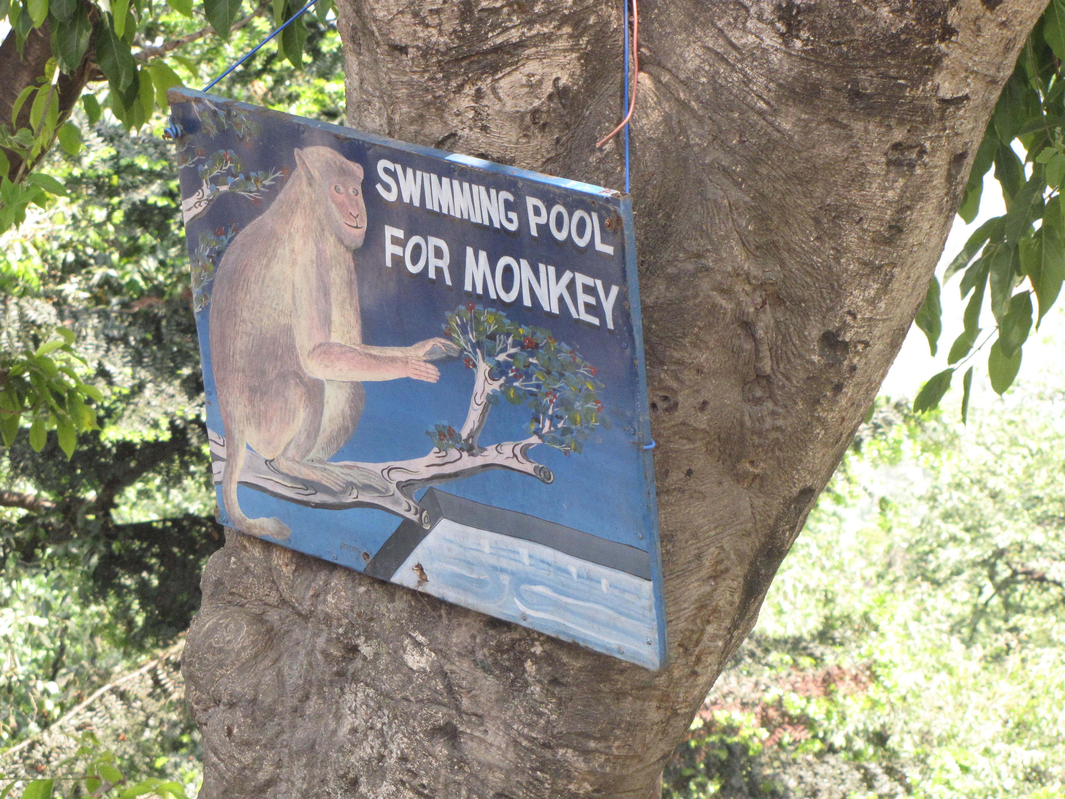 Swimming Pool For Monkeys Sign
